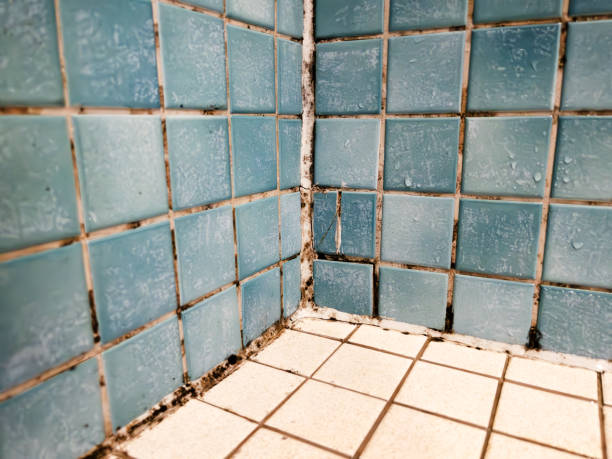  Checotah, OK Mold Removal Pros