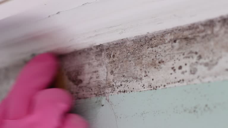 Professional Mold Removal in Checotah, OK